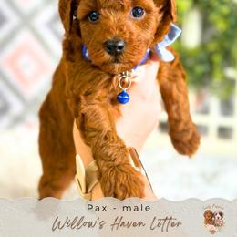 Pax - Red  male Goldendoodle puppy in Atlanta, Georgia from Teddy Puppies