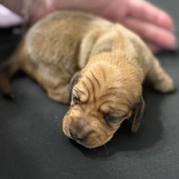Girl 1 - Cream female Dachshund puppy in Palm Coast, Florida from Michelle’s Mini Dachshunds