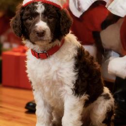 Mr. Aqua collar- Regulator - Parti male Poodle puppy in Screven, Georgia from Dreamland Standard Poodles