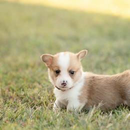 Orange collar Male- Bowser - Red male Pembroke Welsh Corgi puppy in Waverly Hall, Georgia from 6g Ranch Corgis