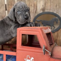 Little boy blue - Blue male Great Dane puppy in Wimberley, Texas from Heart of Texas Great Danes