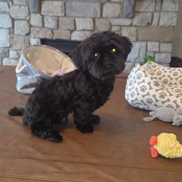 Toby - Black male Shih Tzu puppy in Kings Mountain, North Carolina from Britany's Shih Tzus