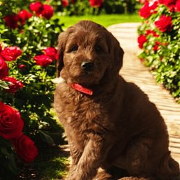 Olive - Putting Green Girl 2 - Goldendoodle puppy from Marvelous Mannered K9s of Texas