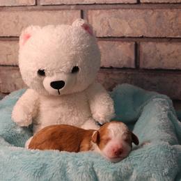 River - Red male Aussiedoodle puppy in Nephi, Utah from Peachydoodlepups