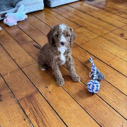 Nellie - Red female Bernedoodle puppy in Constableville, New York from Zehr’s Labradoodles & Bernedoodles