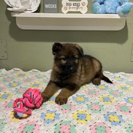 Sasha - Sable female German Shepherd puppy in Stanardsville, Virginia from Majestic K9 LLC