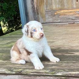 Briggs - Red merle male Australian Shepherd puppy in Statesville, North Carolina from Charming Australian Shepherds
