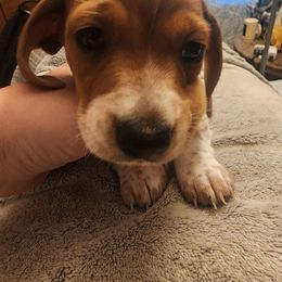 Waylon - Piebald male Dachshund puppy in Tifton, Georgia from Conger's Lil Smokies
