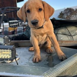 Gray Collar - Yellow Labrador Retriever puppy in Sandy, Utah from Kristen's Labs
