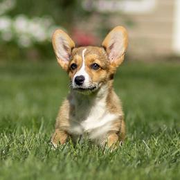 Diamond - Red female Pembroke Welsh Corgi puppy in Narvon, Pennsylvania from Corgi Companions