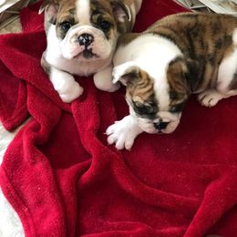 Bulldog, French Bulldog, and Pug Puppies from Royal destiny kennels