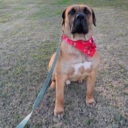 KAI - Brown male Boerboel puppy in Shawnee, Oklahoma from TXT Boerboels