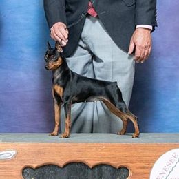 Miniature Pinschers and Toy Fox Terriers from Amberfaye's Min Pins and Toy Fox Terriers