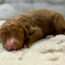 Hunter - Cream male Goldendoodle puppy in Willacoochee, Georgia from Kitandkboodle's Doodles