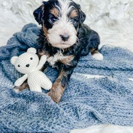 Bernedoodle, Cockapoo, and Goldendoodle Puppies from Danie’s Darling Doodles LLC