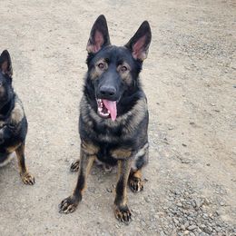 German Shepherd Puppies from Vom Cosabar