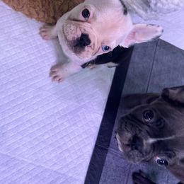 French Bulldog Puppies from For The Love of Frenchies