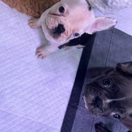 French Bulldog Puppies from For The Love of Frenchies