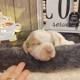 English Springer Spaniel Puppies from Erica Chapman
