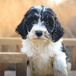 Shepherd - Black male Labradoodle puppy in Crete, Nebraska from Doodles & Co