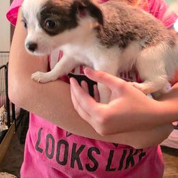 Blue spotted - Blue and white female Chihuahua puppy in Clarksville, Indiana from Fabulous little paws