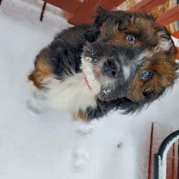 Bernedoodle Puppies from Darling Paws, LLC