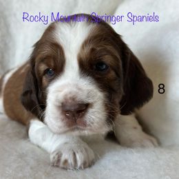 8 - Tri-Roan female English Springer Spaniel puppy in Cheyenne, Wyoming from Rocky Mountain Springer Spaniels
