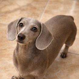 Sadie - Dachshund