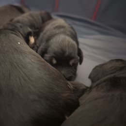 Miniature Schnauzer Puppies from Menage Miniatures