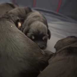 Miniature Schnauzer Puppies from Menage Miniatures
