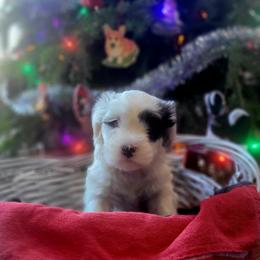 piper - Tibetan Terrier puppy from Dzine Tibetan Terriers