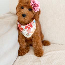 Aquaria - Red  female Goldendoodle puppy in Redmond, Oregon from Bourbon and Lace Doodles