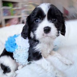 Pauly 2nd row 1st picture - Black and white male Cavalier King Charles Spaniel puppy in Richmond, Virginia from Irresistible Dachshunds & Cavaliers