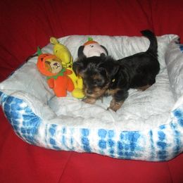 Girl 3 - Black and tan Yorkshire Terrier puppy in Killeen, Texas from K.I.S.S.