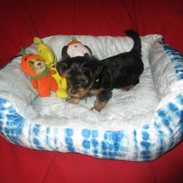 Girl 3 - Black and tan Yorkshire Terrier puppy in Killeen, Texas from K.I.S.S.