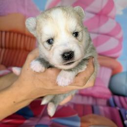 Teddy-2200 - Wolf sable male Pomsky puppy in Spring Hill, Florida from www.PuppyTimeEmporium.com