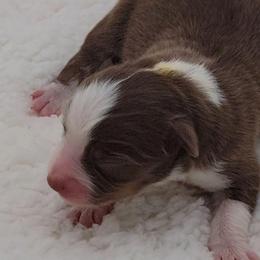 Red Tri girl - Red tri female Miniature Australian Shepherd puppy in Waxhaw, North Carolina from Cane Creek Aussies