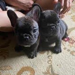 Bulldogs, Bullmastiffs, and French Bulldogs from River Region Bullies