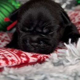 Luna Bean - Black and white female French Bulldog puppy in Waitts Lake, Washington from Best Friend standard Frenchies