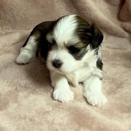Chelsea - Red female Havanese puppy in Maryville, Missouri from Dreamworks Havanese