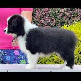 Coal - Black male Border Collie puppy in Dunn, North Carolina from Coylety Border Collies