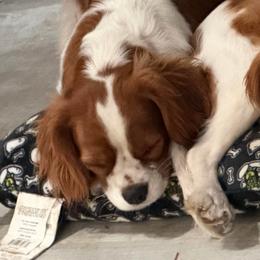 Liv - Cavalier King Charles Spaniel