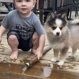 Pomsky Puppies from Furever Pomskies