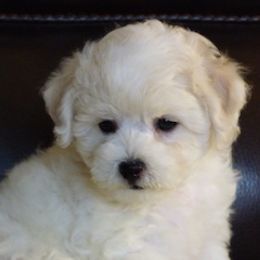 Bichon Frise Puppies from Belamour Bichons