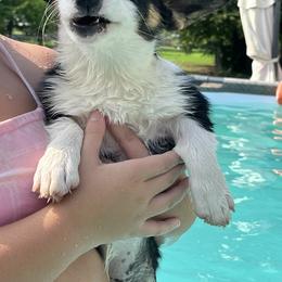 Pembroke Welsh Corgi Puppies from S7 Corgis and Chaos