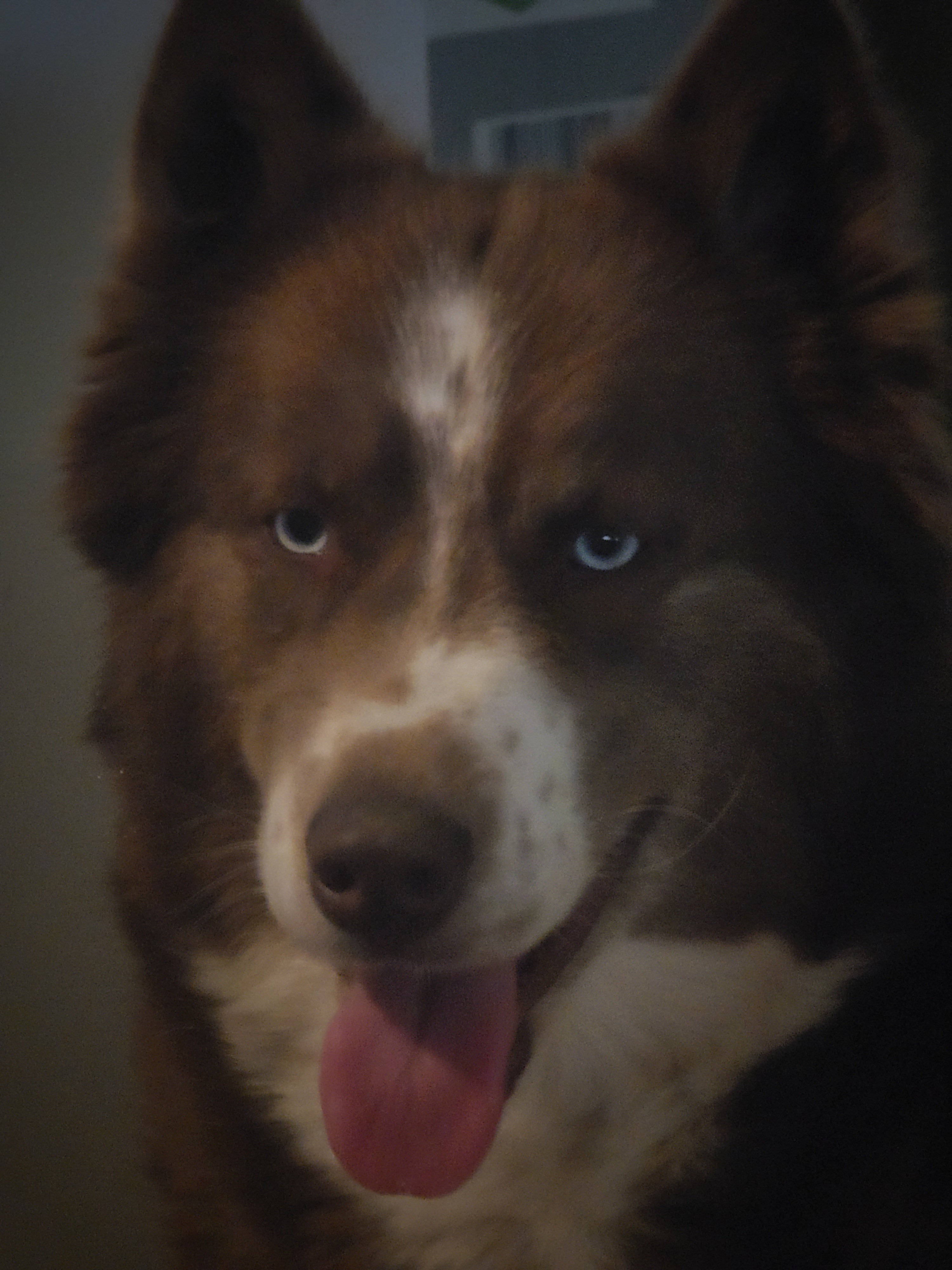 FIERCE - Siberian Husky