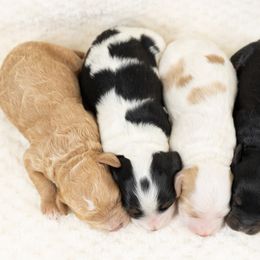 Cockapoo Puppies from Firm Foundation Cockapoos