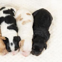 Cockapoo Puppies from Firm Foundation Cockapoos