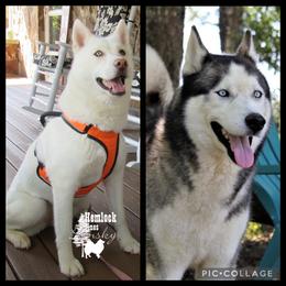 Pomsky and Siberian Husky All Grown Up from Hemlock Pines Pomsky