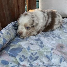 Coco - Red tri-color male Australian Shepherd puppy in Fontana, California from J.O Family Aussies